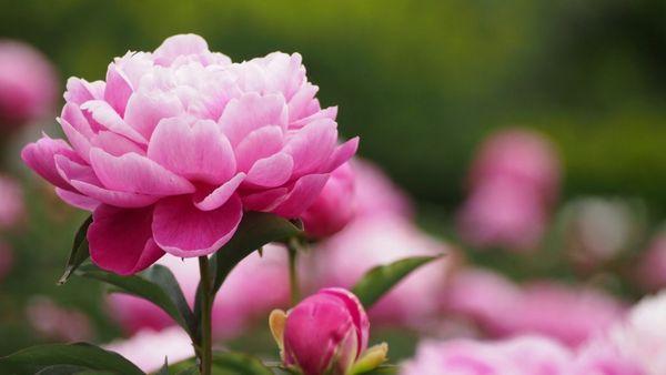 peonies flowers