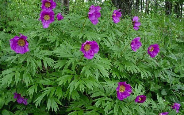 peonies flowers