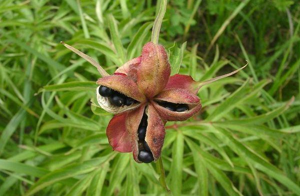 seeds branch