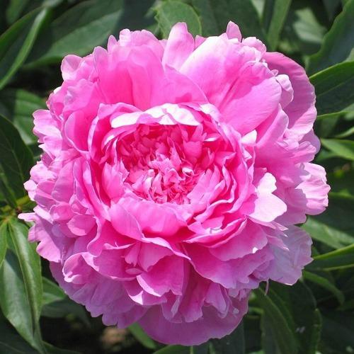 Globular peony