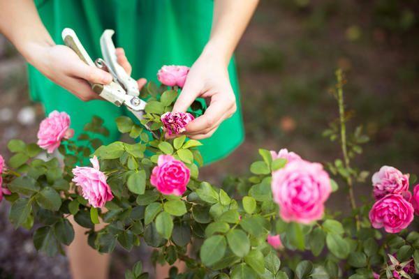 Taille des rosiers