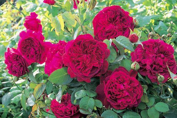 Roses vermelles