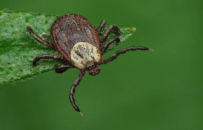 insect op een blad 