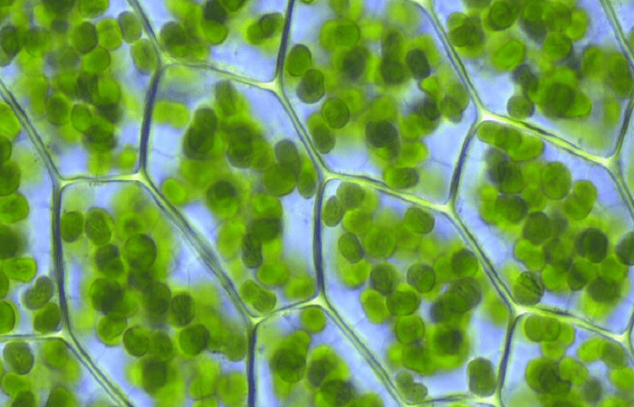 bacteris i oligoelements 