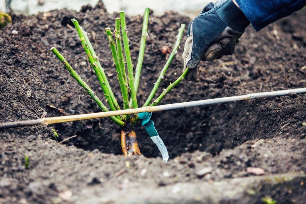 planting roses