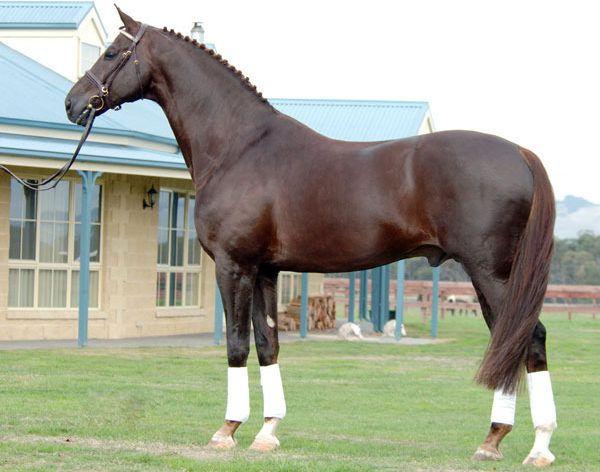 chevaux de sport Oldenbourg