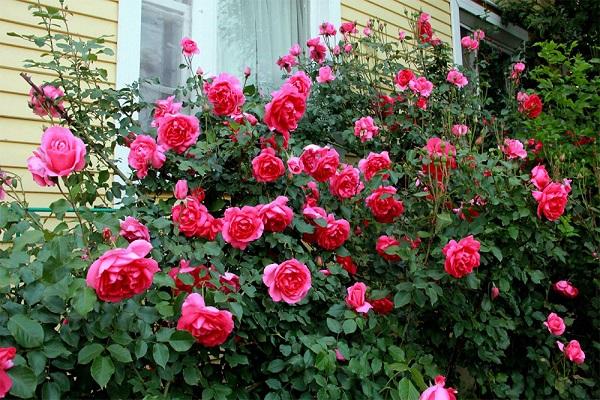 climbing rose