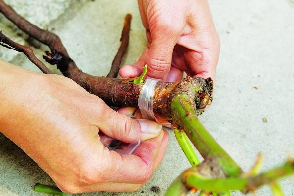 rosehip grafting