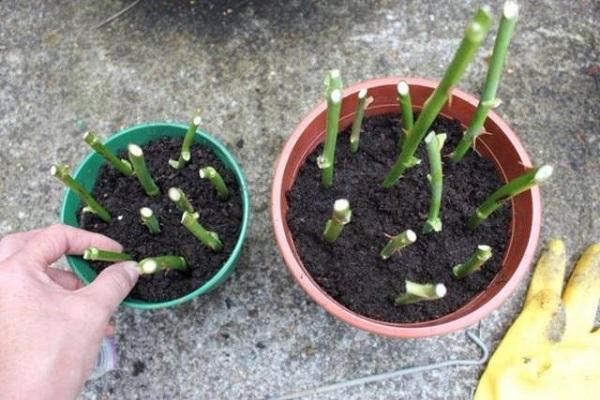 stekken in een pot 