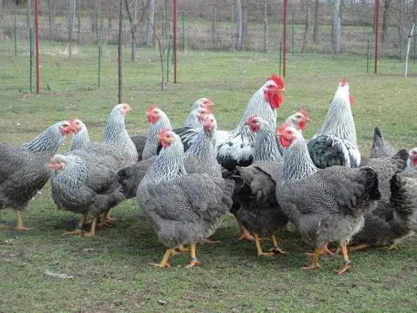 kuřata na poli