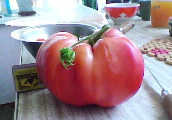 Características e descrição da variedade de tomate Pink Giant, seu rendimento