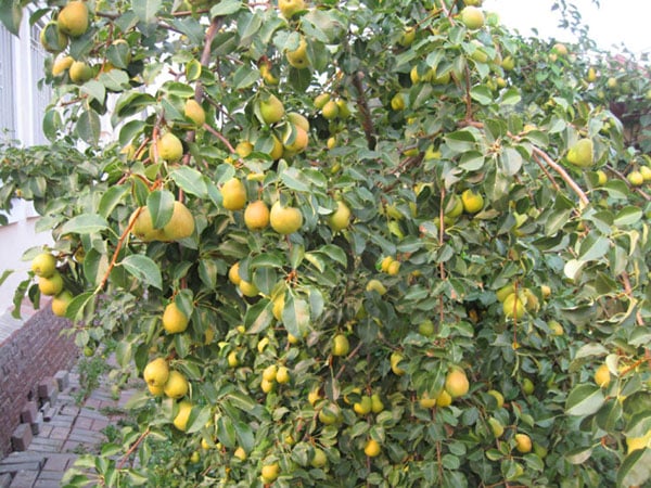 northern pear