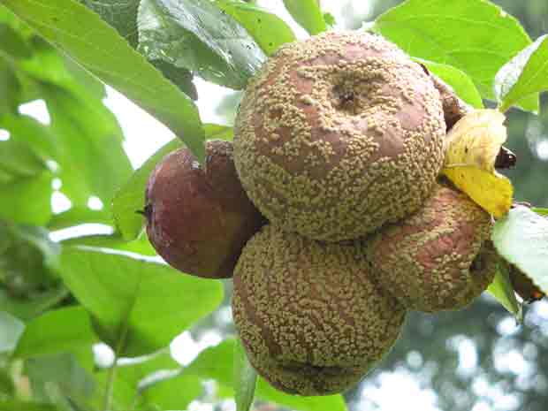 appelkanker appelboomkanker