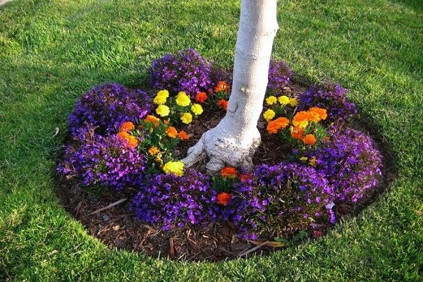 parterre de fleurs planté 