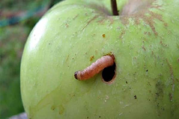 carpocapse de la pomme