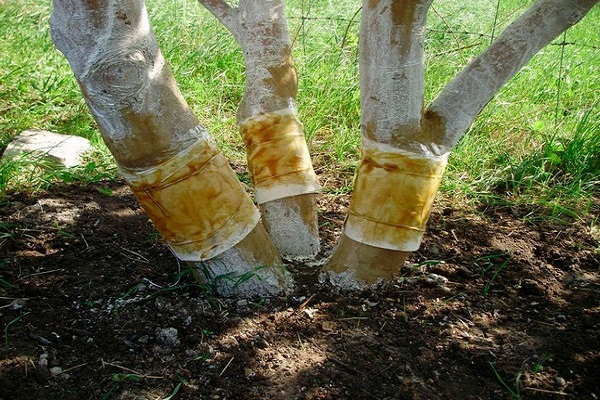 l'arbre est enveloppé 