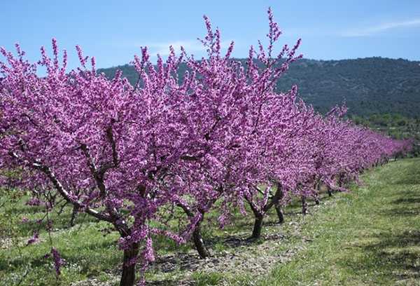 jardin d'amandiers 