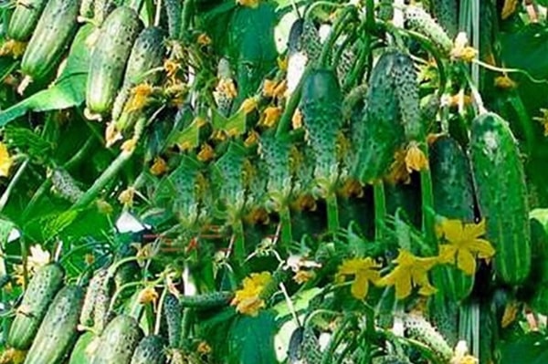 hitsura ng mga pipino Garland f1