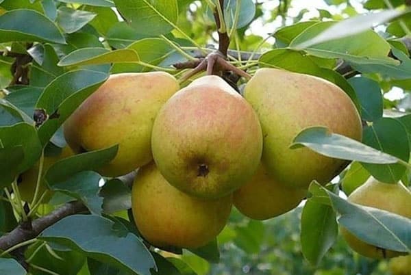 Veles pear