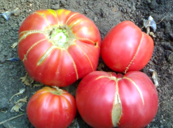 Das Erscheinen des Tomaten-Omas-Geheimnisses