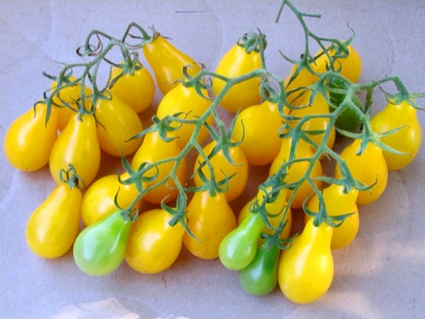 Aussehen eines Tomatenhonigtropfens