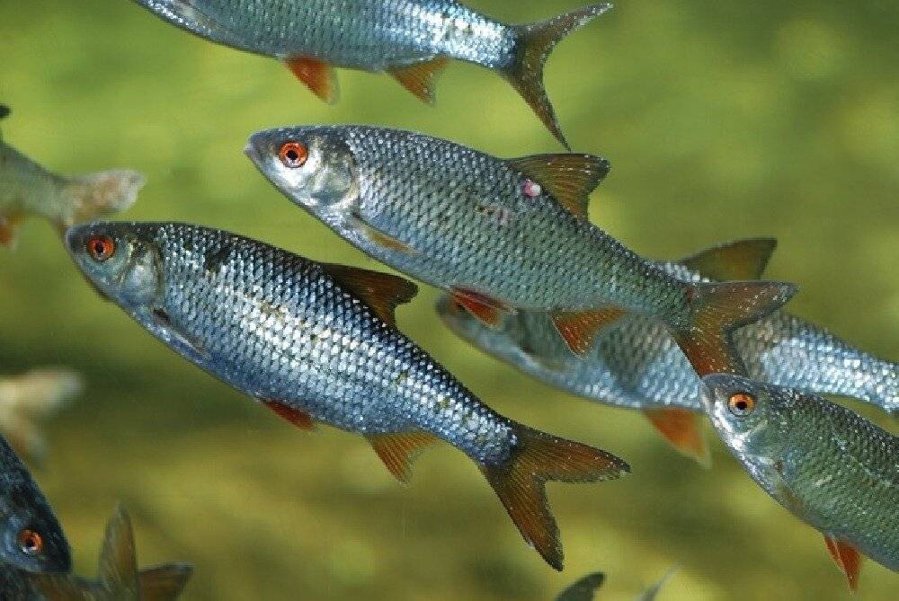 List of 48 species of fish, their names and characteristics, descriptions and where they live