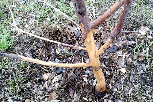 appelbomen witter maken