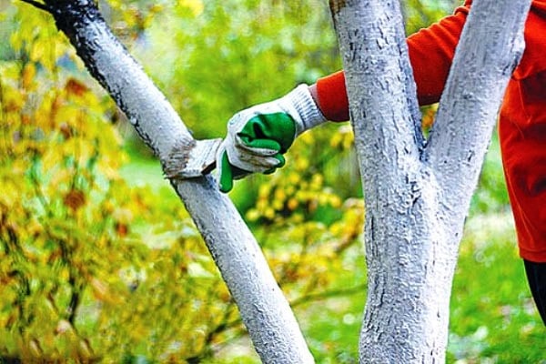 preparar el arbol