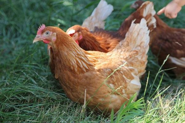 Kādu iemeslu dēļ vistas dažreiz dēj mazas olas un kā vislabāk atrisināt problēmu