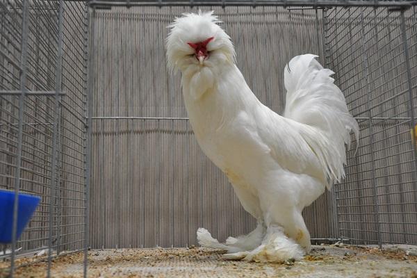 Tavuklar bazen hangi nedenlerden dolayı küçük yumurtalar bırakır ve bu sorunun en iyi nasıl çözüleceği