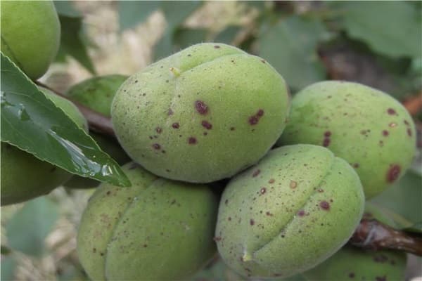 Nejčastější důvody, proč mohou meruňky spadnout zelené plody a způsoby léčby