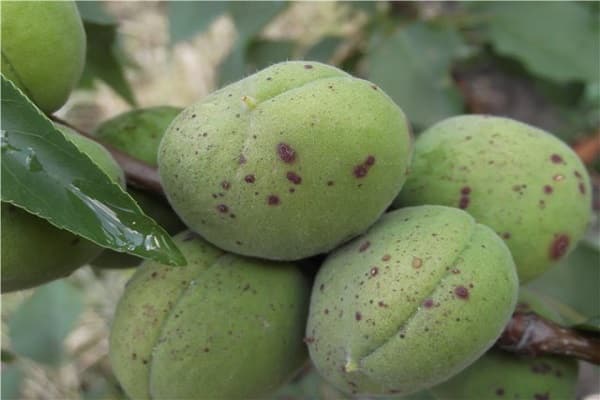 Els motius més comuns pels quals els albercocs poden deixar caure fruites verdes i mètodes de tractament