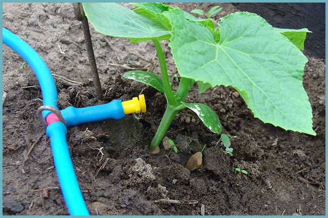 arrosage goutte à goutte des concombres