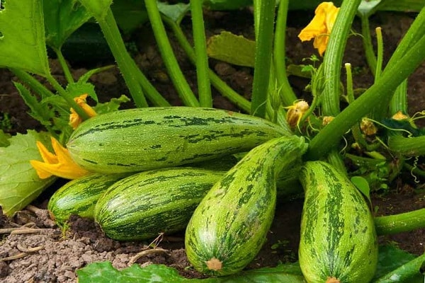 Hvorfor vokser zucchini i uregelmæssige former, hvad mangler de?