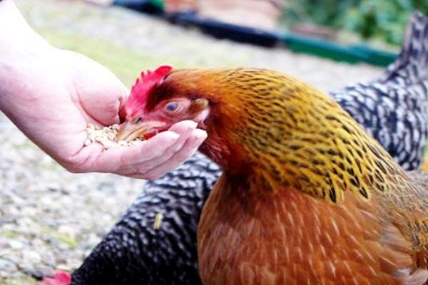 nourriture pour les mains 