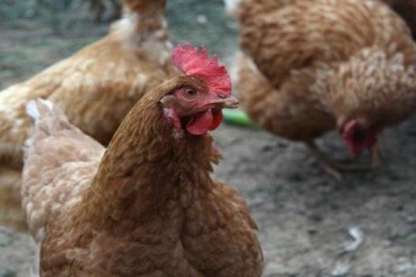 regard de poulet 