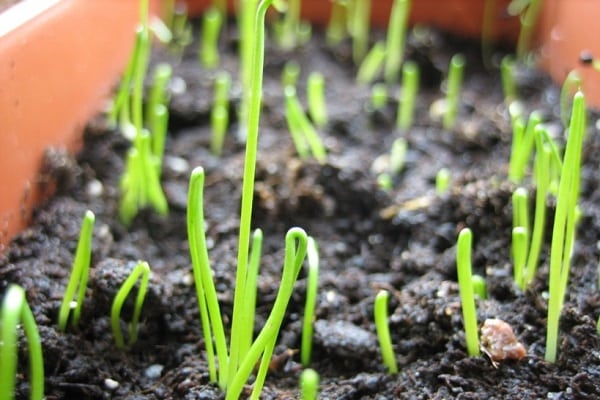 planten op rapen