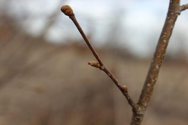 de boom bloeit niet 