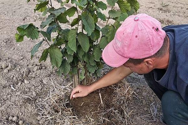 de boom draagt ​​geen vrucht 