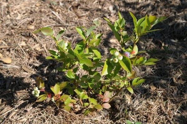 Blaubeeren tragen keine Früchte 