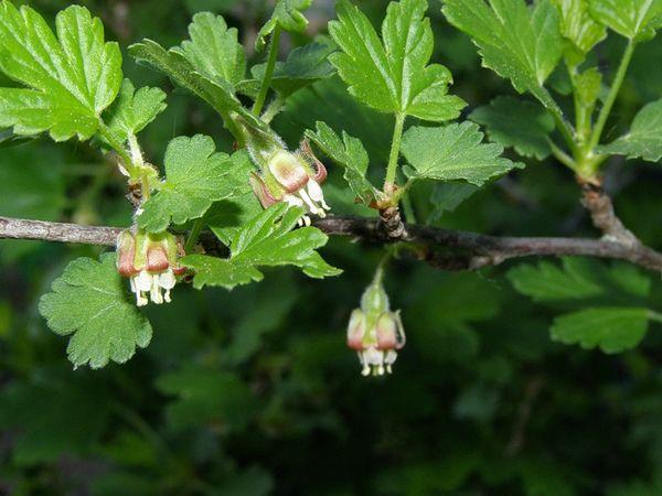 Stachelbeerbaum