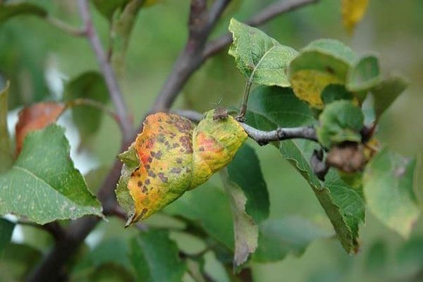 yellow leaves 