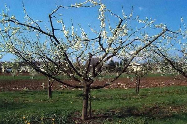 Blühender Baum 