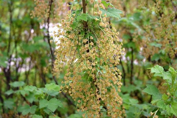 vinbärsblomning 