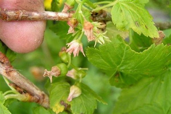 rot op bloemen 