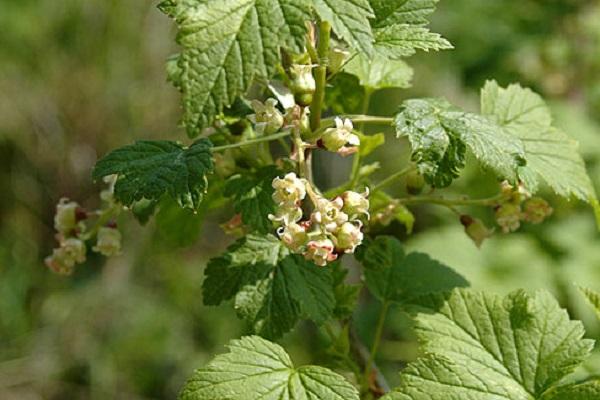 brist på pollinerare