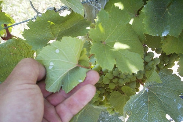 maladies sur les feuilles 