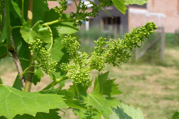 Traubenblüte