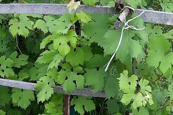 smrzavanje vinove loze