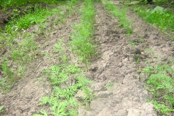 Dill im Garten